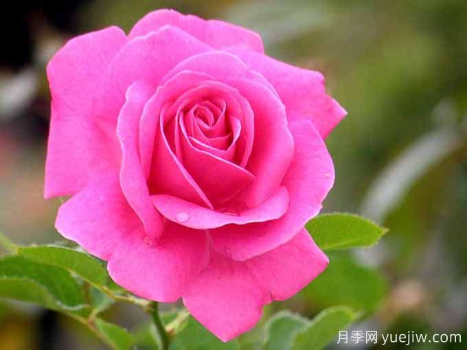 飞吻月季/真实感恩月季(图2) 飞吻月季/真实感恩月季True Gratitude(图2)