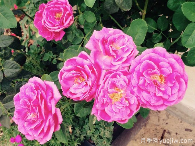 飞吻月季/真实感恩月季(图3) 飞吻月季/真实感恩月季True Gratitude(图3)