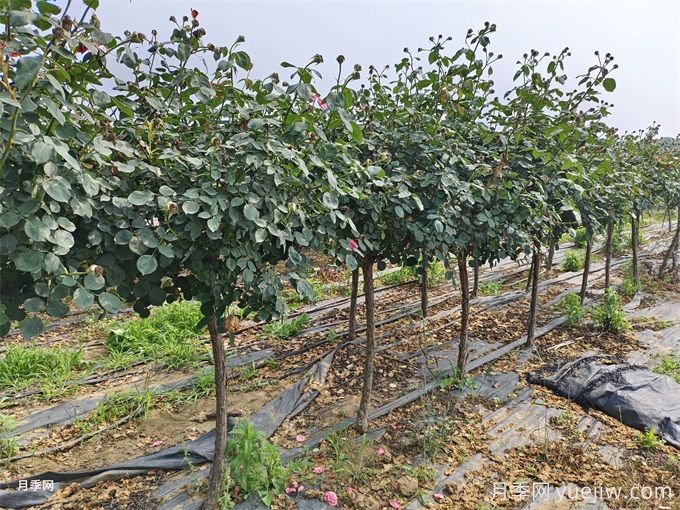 9月花木人应该做好的工作总结(图1) 9月花木人应该做好的工作总结(图1)