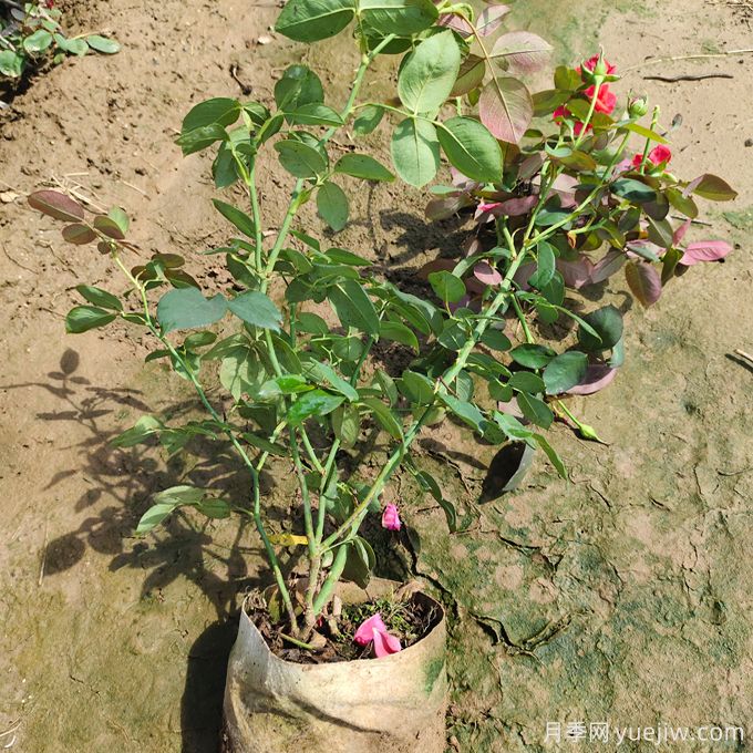 大花月季选苗和种植,如何打造大花月季花园?(图4) 大花月季选苗和种植,如何打造大花月季花园?(图4)