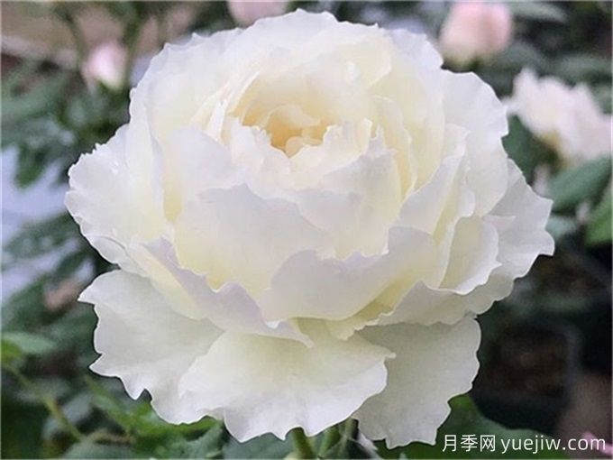 心之水滴月季,浓香大花月季的养护指南(图1) 心之水滴月季,浓香大花月季的养护指南(图1)