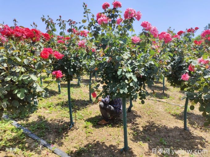 秋季月季施什么肥料,怎么施肥?(图1) 秋季月季施什么肥料,怎么施肥?(图1)