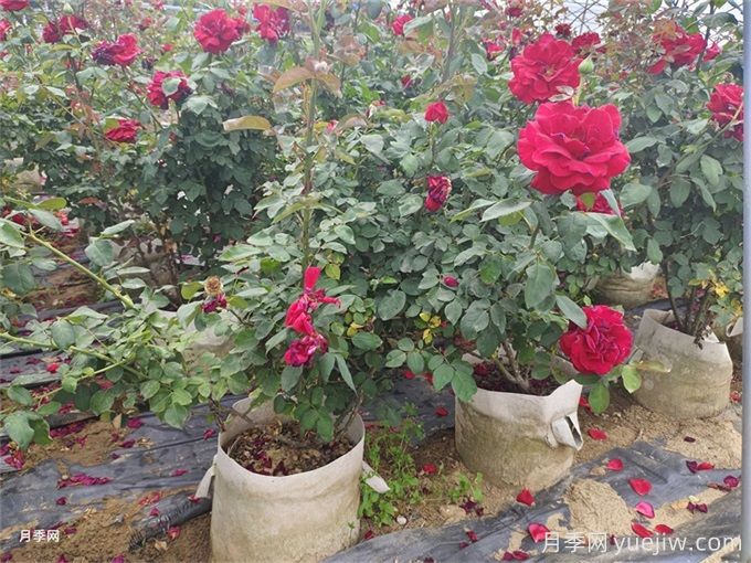 秋季月季施什么肥料,怎么施肥?(图2) 秋季月季施什么肥料,怎么施肥?(图2)