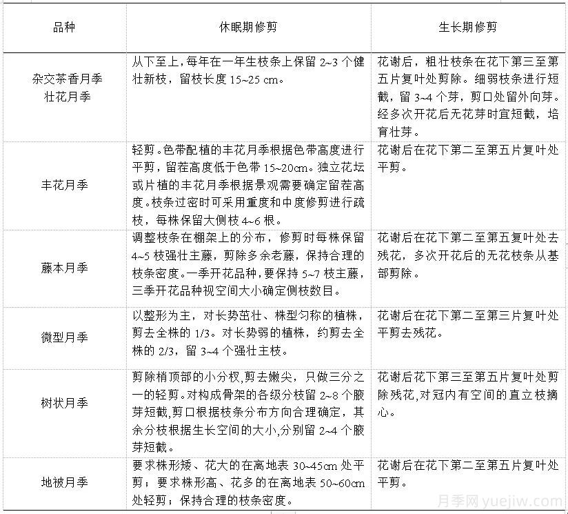 园林科普 | 月季栽培养护技术规程(图7) 石家庄月季栽培养护技术规程(图4)