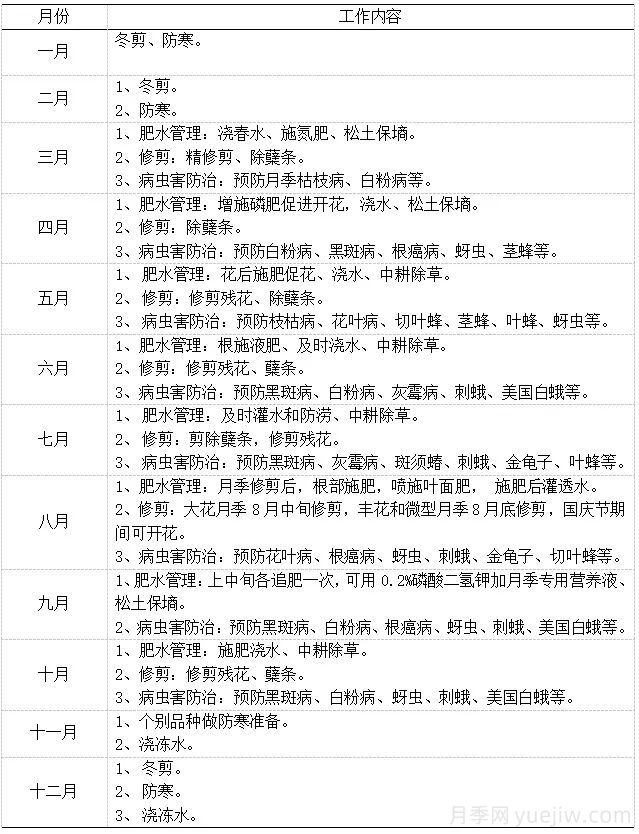园林科普 | 月季栽培养护技术规程(图10) 石家庄月季栽培养护技术规程(图7)