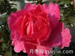 中国自育月季品种：杂种香水月季(图15)