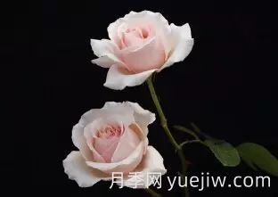 中国自育月季品种：杂种香水月季(图33)