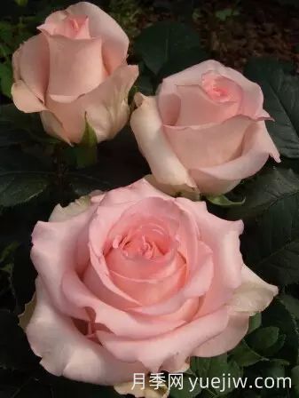 中国自育月季品种：杂种香水月季(图44)