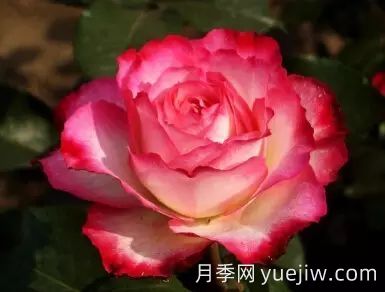 中国自育月季品种：杂种香水月季(图48)