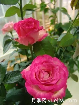 中国自育月季品种：杂种香水月季(图54)
