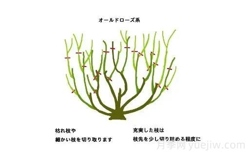 月季冬季修剪不宜过早(图3)