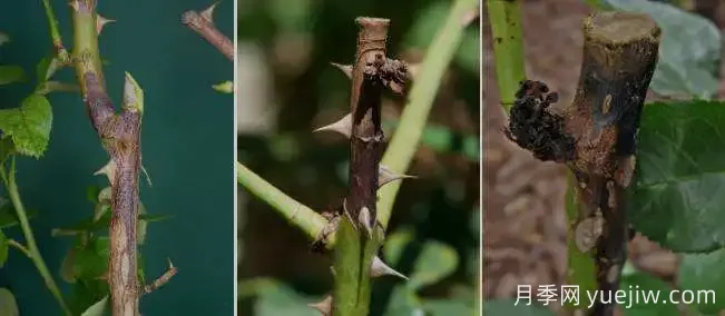 月季出现黑杆怎么办?这样做可以救回来!(图3) 月季出现黑杆怎么办?(图1)