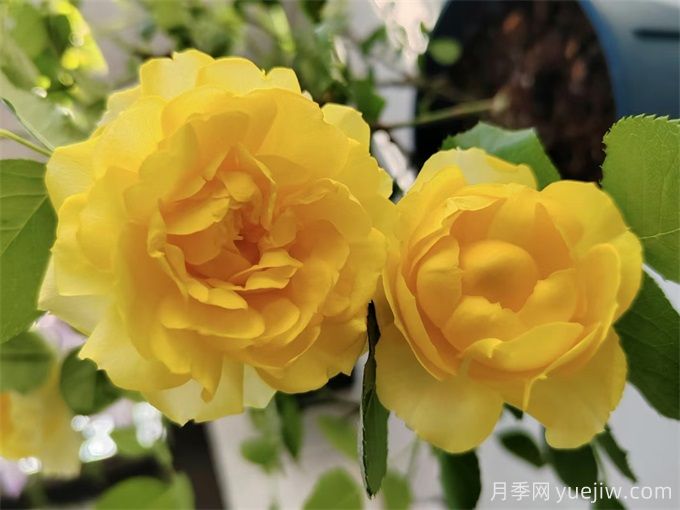 12个新手必备月季品种，有阳台盆栽和庭院地栽(图2)