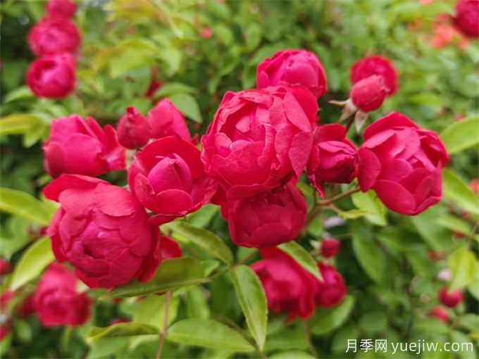 月季扦插时间和扦插技巧(图3) 月季扦插时间和扦插技巧(图3)