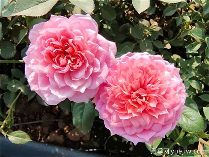 最适合阳台养的10种月季，开花超级多！(图2)