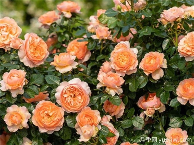 最适合阳台养的10种月季，开花超级多！(图5)