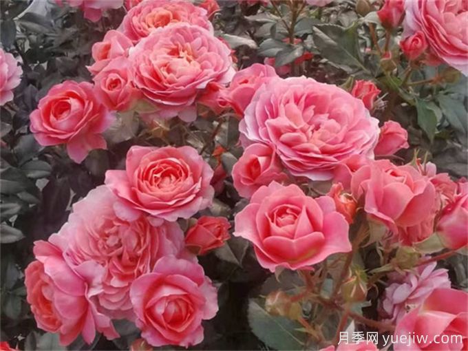 最适合阳台养的10种月季，开花超级多！(图6)