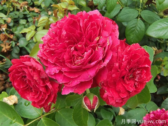 100个月季品种汇总,朋友你了解几个?(图2) 100个月季品种汇总,朋友你了解几个?(图2)