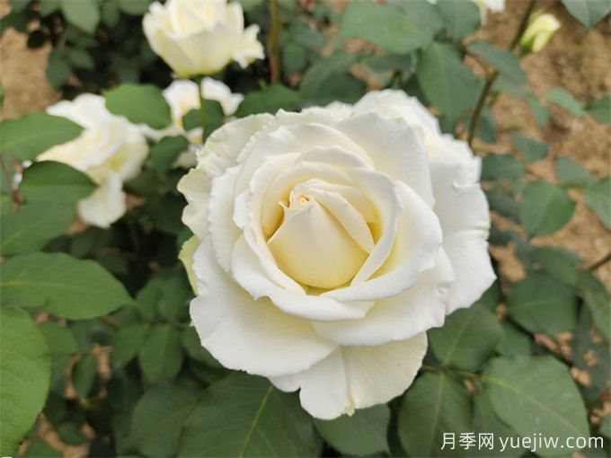 100个月季品种汇总,朋友你了解几个?(图3) 100个月季品种汇总,朋友你了解几个?(图3)