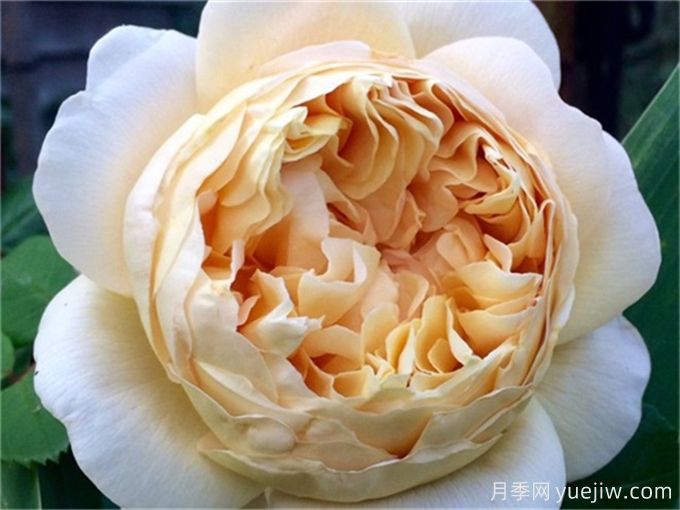 100个月季品种汇总,朋友你了解几个?(图14) 100个月季品种汇总,朋友你了解几个?(图14)