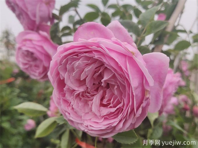 100个月季品种汇总,朋友你了解几个?(图15) 100个月季品种汇总,朋友你了解几个?(图15)