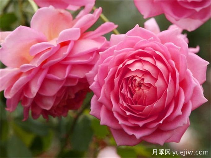 100个月季品种汇总,朋友你了解几个?(图17) 100个月季品种汇总,朋友你了解几个?(图17)