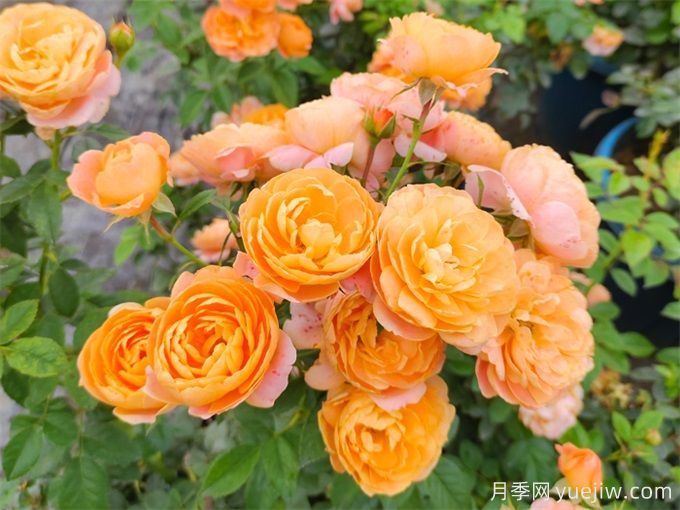 没院子不能养月季花?小型月季照样美爆阳台!(图1) 没院子不能养月季花?小型月季照样美爆阳台!(图1)