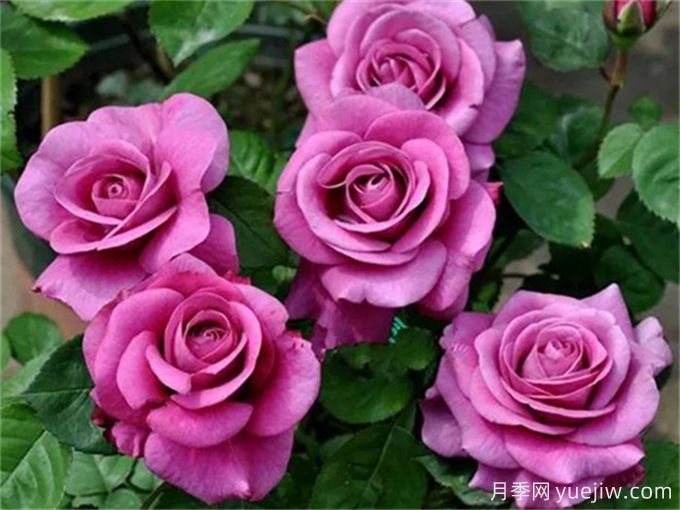 没院子不能养月季花?小型月季照样美爆阳台!(图3) 没院子不能养月季花?小型月季照样美爆阳台!(图3)