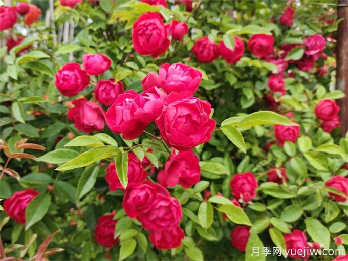 石家庄月季栽培养护技术规程(图2) 石家庄月季栽培养护技术规程(图2)