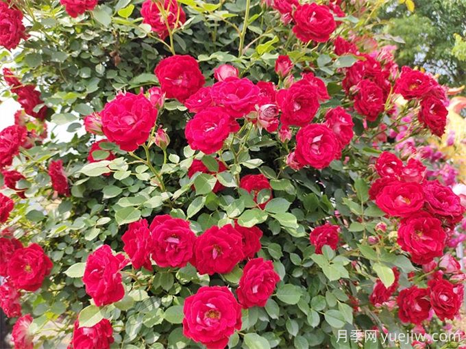 藤本类月季品种简介(图3) 藤本类月季品种简介(图3)