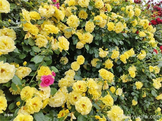 藤本类月季品种简介(图2) 藤本类月季品种简介(图2)