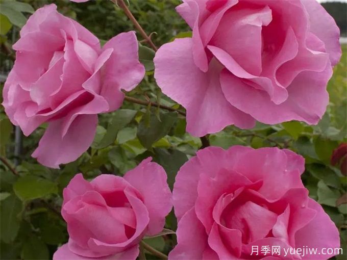 推荐10款玫昂的优秀月季，懒人月季天花板(图4)
