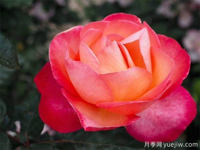 推荐10款玫昂的优秀月季，懒人月季天花板(图6)