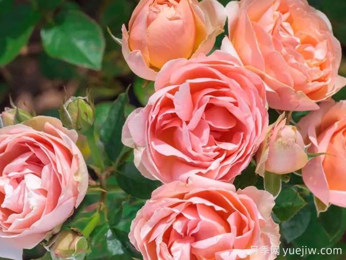 推荐10款玫昂的优秀月季，懒人月季天花板(图7)