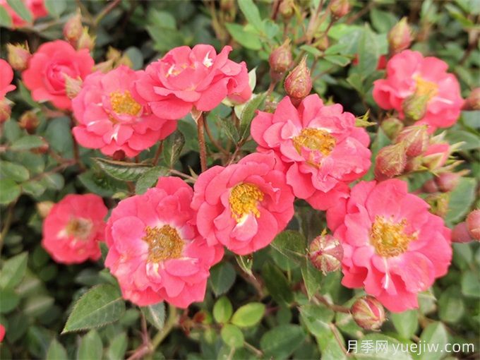 微型月季花(钻石月季)怎么养?(图1) 微型月季花(钻石月季)怎么养?(图1)