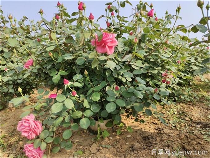 彩叶小灌木在园林景观中应用和植物搭配(图2)