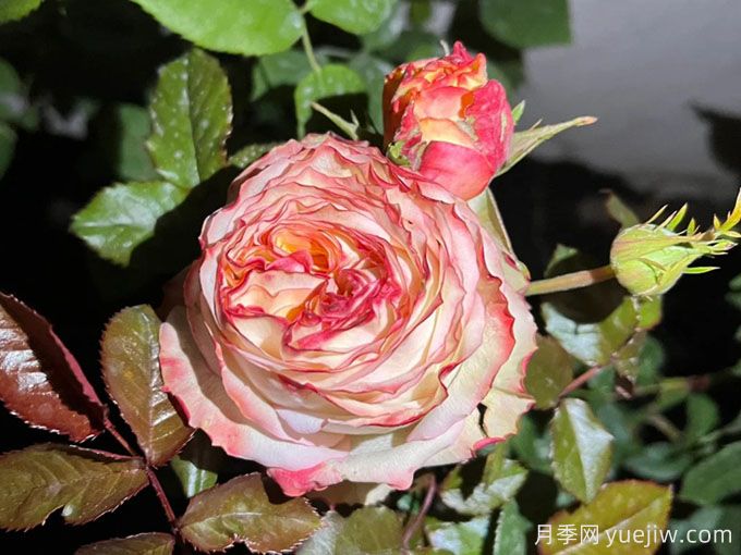 菲拉月季(图2) 菲拉月季(图2)