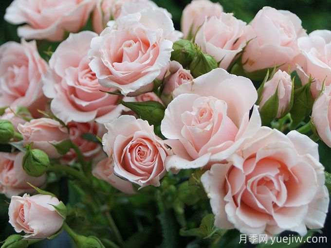 粉色玛祖利卡月季/粉红马约利卡月季(图2) 粉色玛祖利卡月季/粉红马约利卡月季(图2)