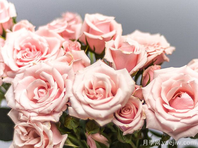 粉色玛祖利卡月季/粉红马约利卡月季(图3) 粉色玛祖利卡月季/粉红马约利卡月季(图3)