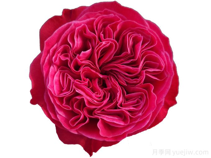 粉红美丽月季(图1) 粉红美丽月季(图1)