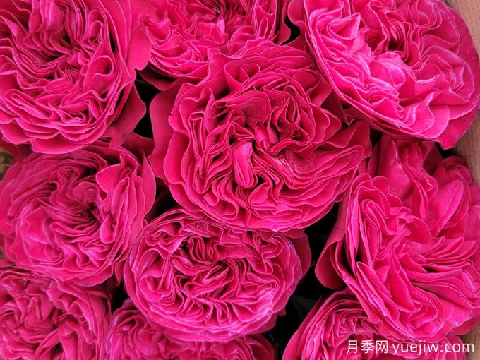 粉红美丽月季(图2) 粉红美丽月季(图2)