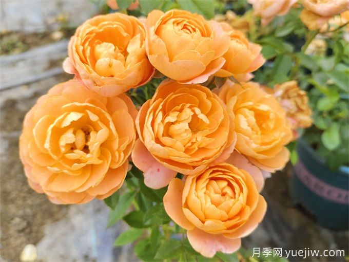 哪些月季花开花时间长？这5款月季品种花期超长(图1)