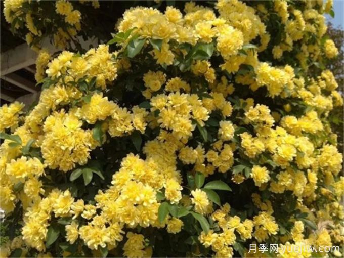 养一棵黄木香,花朵娇艳,香气醇厚(图1) 养一棵黄木香,花朵娇艳,香气醇厚(图1)