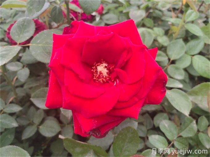 卡罗拉月季,经典玫瑰绽放浪漫与优雅(图2) 卡罗拉月季,经典玫瑰绽放浪漫与优雅(图2)