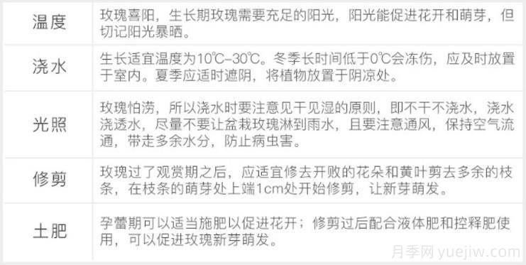 月季花怎么养?盆栽月季的养殖方法和注意事项!(图2) 月季花怎么养?盆栽月季的养殖方法和注意事项!(图2)