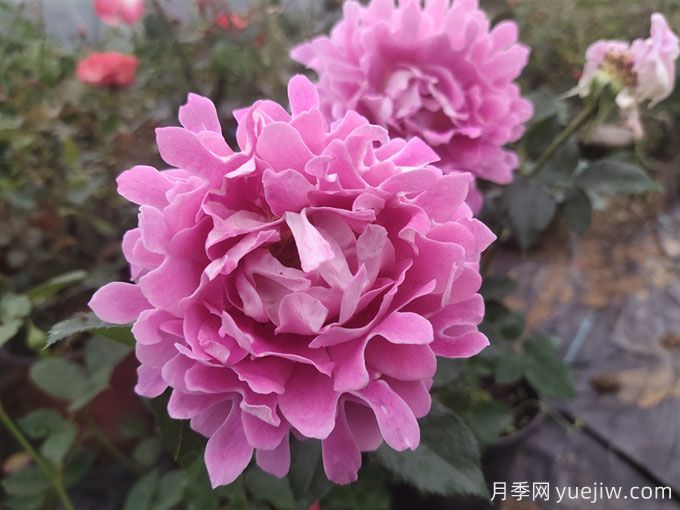 梦幻褶边月季,独特花型,香气四溢(图1) 梦幻褶边月季,独特花型,香气四溢(图1)