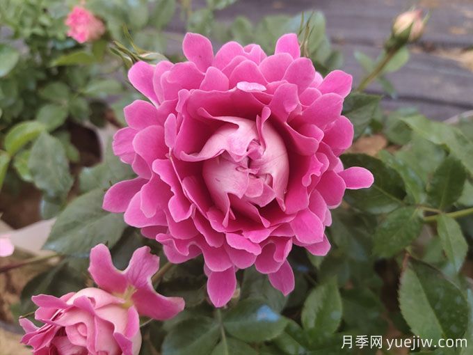 梦幻褶边月季,花量大会变色的藤本月季品种(图1) 梦幻褶边月季,花量大会变色的藤本月季品种(图1)