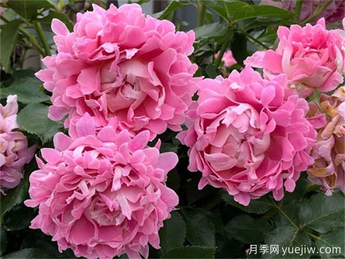 梦幻褶边月季,花量大会变色的藤本月季品种(图2) 梦幻褶边月季,花量大会变色的藤本月季品种(图2)