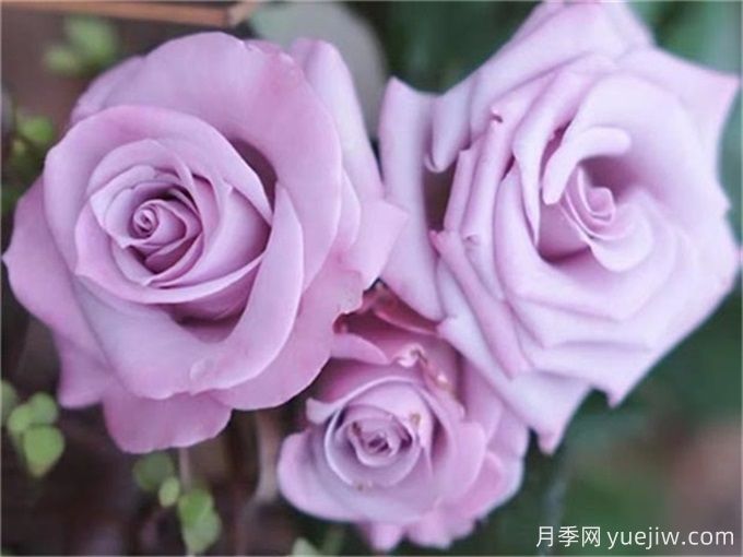 花店必备80种玫瑰花，开始认识多色切花月季(图16)