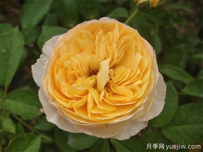 花店必备80种玫瑰花，开始认识多色切花月季(图14)